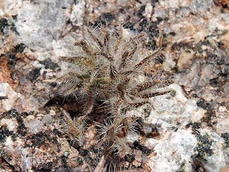 Bristly Fiddleneck (Amsinckia tessellata)