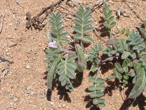 Nye Milkvetch (Astragalus nyensis)