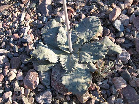 Gravel Ghost (Atrichoseris platyphylla)