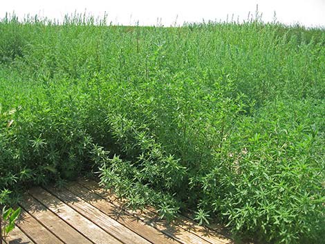 Kochia (Bassia scoparia)