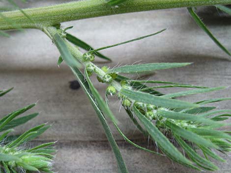 Kochia (Bassia scoparia)