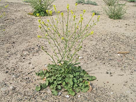 Black Mustard (Mutarda nigra)