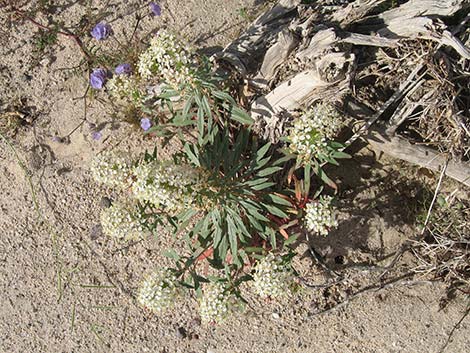 Booth's Evening Primrose (Eremothera boothii)