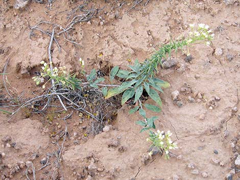 Booth's Evening Primrose (Eremothera boothii)