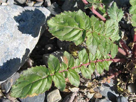 Brown-eyed Evening-Primrose (Chylismia claviformis)