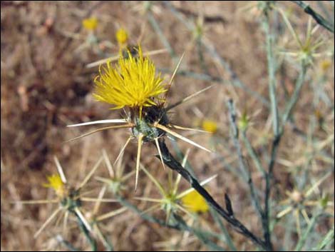 Yellow Star thistle (Centaurea solstitialis)