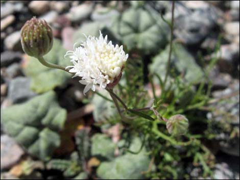 Pebble Pincushion (Chaenactis carphoclinia)