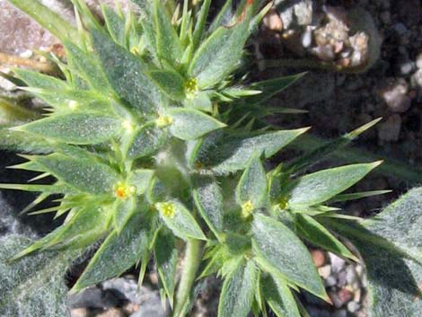 Devil's Spineflower (Chorizanthe rigida)