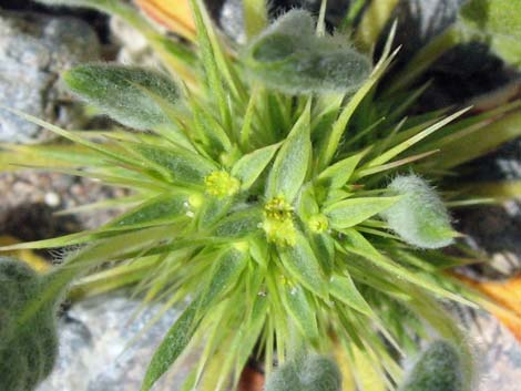 Devil's Spineflower (Chorizanthe rigida)