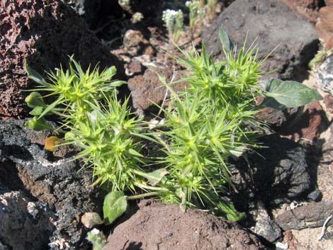 Devil's Spineflower (Chorizanthe rigida)