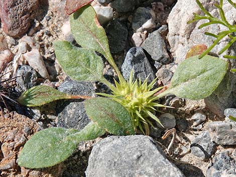 Devil's Spineflower (Chorizanthe rigida)