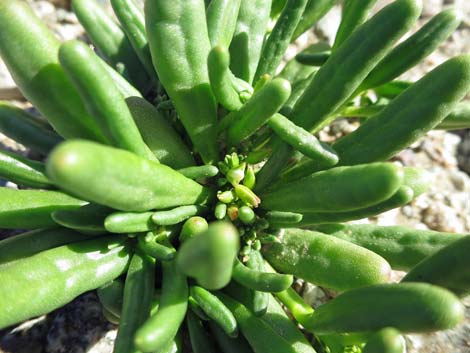 Dead Man's Fingers (Cistanthe ambigua)