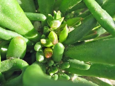 Dead Man's Fingers (Cistanthe ambigua)