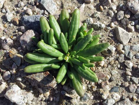 Dead Man's Fingers (Cistanthe ambigua)