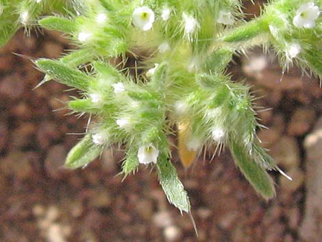 Cushion Cryptantha (Cryptantha circumscissa)