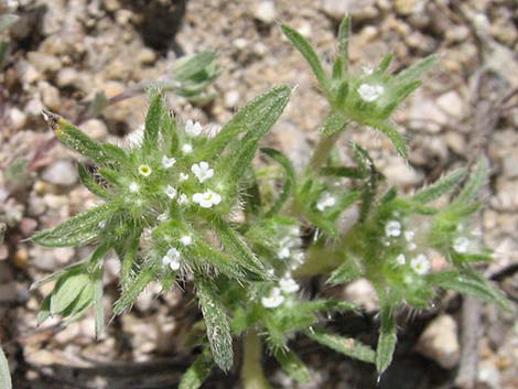 Cushion Cryptantha (Cryptantha circumscissa)