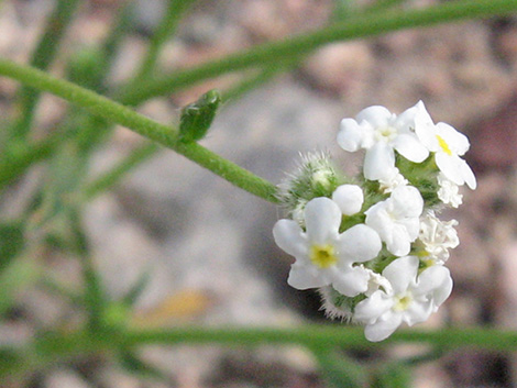 Forget-Me-Nots (Cryptantha spp.)