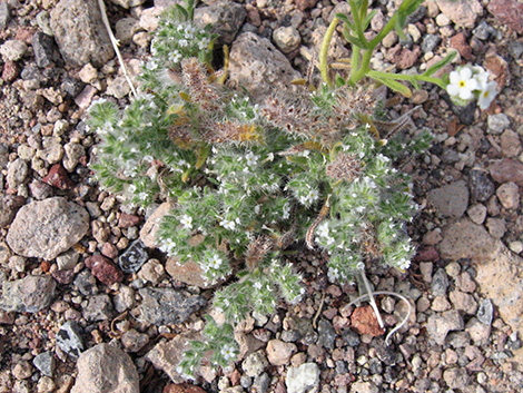 Forget-Me-Nots (Cryptantha spp.)