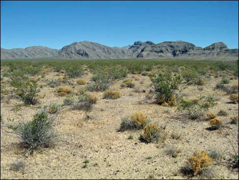 Desert Dodder (Cuscuta denticulata)