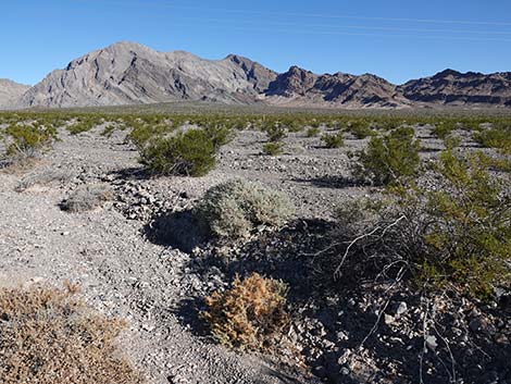 Desert Dodder (Cuscuta denticulata)