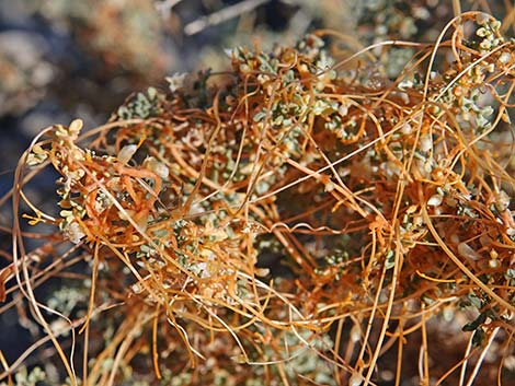 Desert Dodder (Cuscuta denticulata)