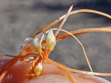 Desert Dodder (Cuscuta denticulata)