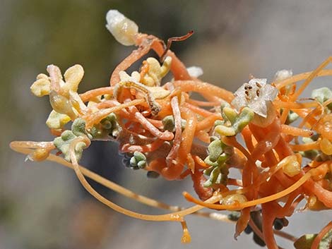 Desert Dodder (Cuscuta denticulata)