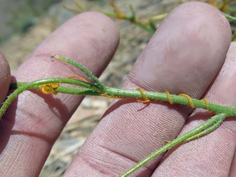 Desert Dodder (Cuscuta denticulata)