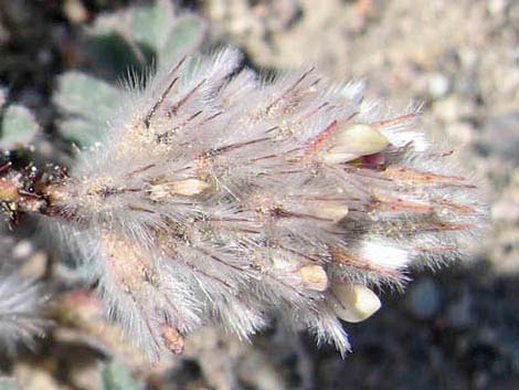 Soft Prairie Clover (Dalea mollissima)