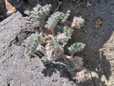 Soft Prairie Clover (Dalea mollissima)