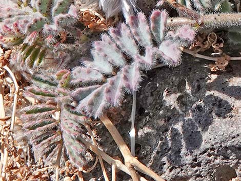 Soft Prairie Clover (Dalea mollissima)