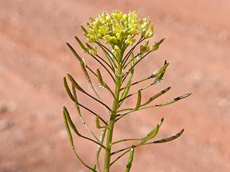 Flix weed (Descurainia sophia)