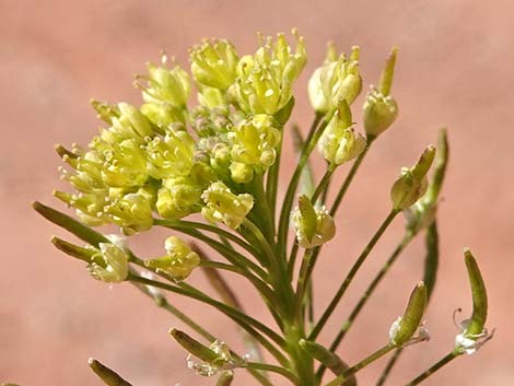 Flix weed (Descurainia sophia)