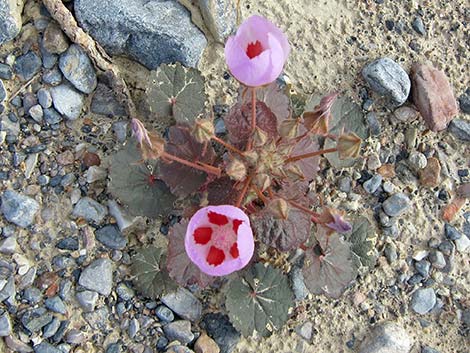 Desert Fivespot (Eremalche rotundifolia)