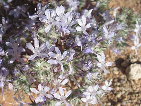 Desert Woollystar (Eriastrum eremicum)