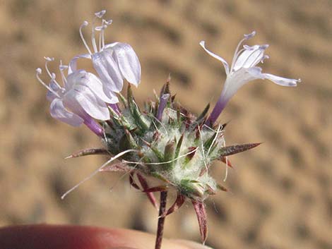 Desert Woollystar (Eriastrum eremicum)