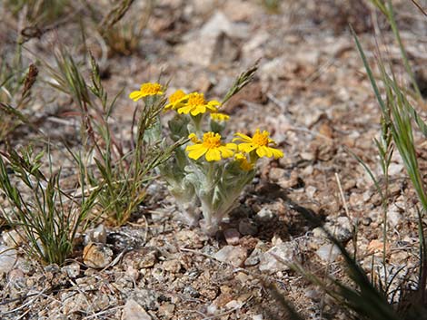 Woolly Easterbonnets (Antheropeas wallacei)