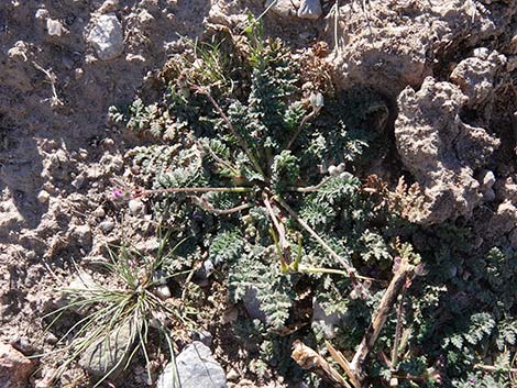 Redstem Stork's Bill (Erodium cicutarium)