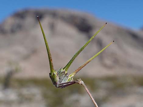 Redstem Stork's Bill (Erodium cicutarium)