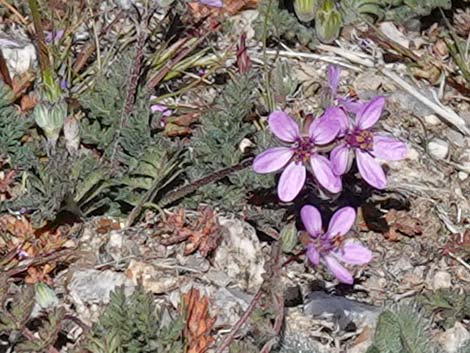 Redstem Stork's Bill (Erodium cicutarium)