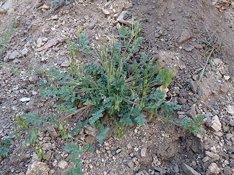 Redstem Stork's Bill (Erodium cicutarium)