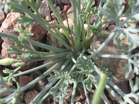 Pygmy Poppy (Eschscholzia minutiflora)