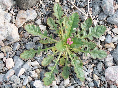 Gilia (Gilia spp.)