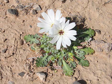 Holy Dandelion (Glyptopleura setulosa)