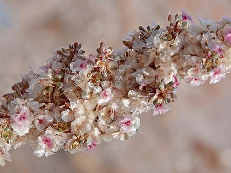 Halogeton (Halogeton glomeratus)