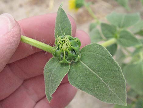 Common Sunflower (Helianthus annuus)