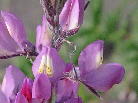 Arizona Lupine (Lupinus arizonicus)