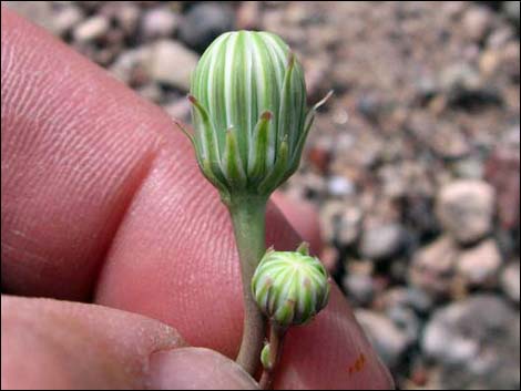 Desert Dandelion (Malacothrix glabrata)