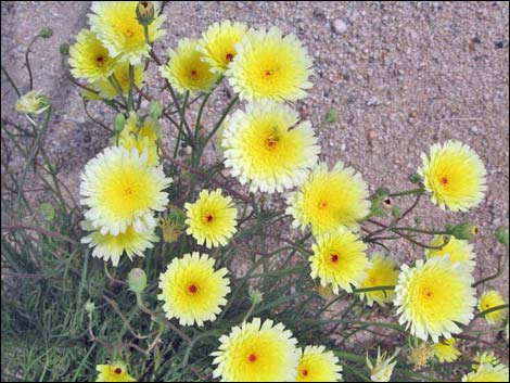 Desert Dandelion (Malacothrix glabrata)