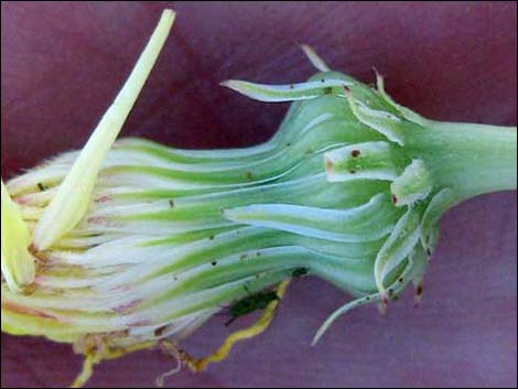 Desert Dandelion (Malacothrix glabrata)